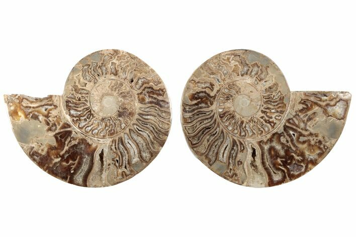 Daisy Flower Ammonite (Choffaticeras) - Madagascar #198092